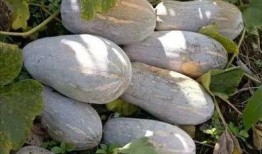 晓密瓜如何吃,晓密瓜的多样食用方法探索