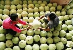 秋天吃三白瓜,三白瓜的清新滋味，解锁秋季养生新篇章