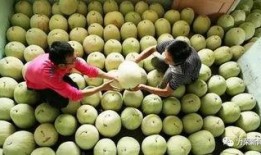 秋天吃三白瓜,三白瓜的清新滋味，解锁秋季养生新篇章