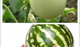 在公司吃的瓜,揭秘公司内部那些不为人知的秘密