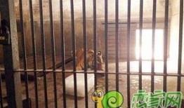 丛台公园吃瓜事件