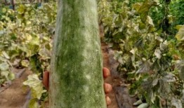 带你吃瓜极限操作,一场视觉与味蕾的双重盛宴