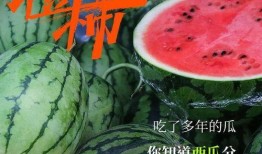 吃瓜群众数字哥,揭秘吃瓜群众的网络影响力