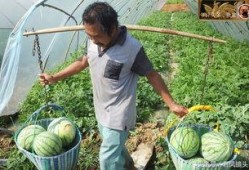 农村瓜地吃瓜50字,农村夏日里的50字吃瓜记