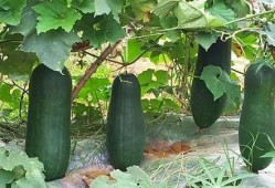 在公司吃的瓜,揭秘公司内部那些不为人知的秘密