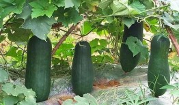 在公司吃的瓜,揭秘公司内部那些不为人知的秘密