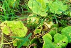 梦见家里瓜熟了吃