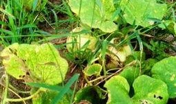 梦见家里瓜熟了吃