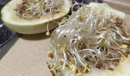 秋天吃三白瓜,三白瓜的清新滋味，解锁秋季养生新篇章