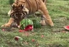 凯豹吃瓜,揭秘娱乐圈幕后故事